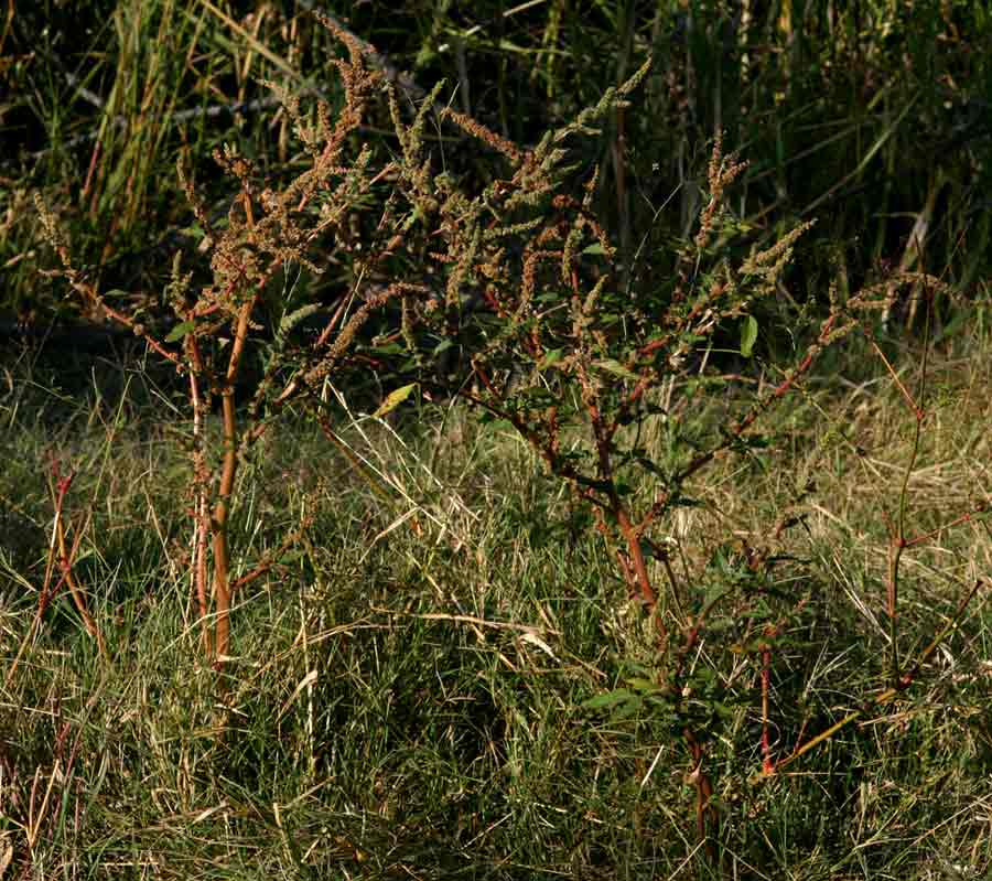 Amaranthus spinosus