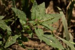Amaranthus spinosus