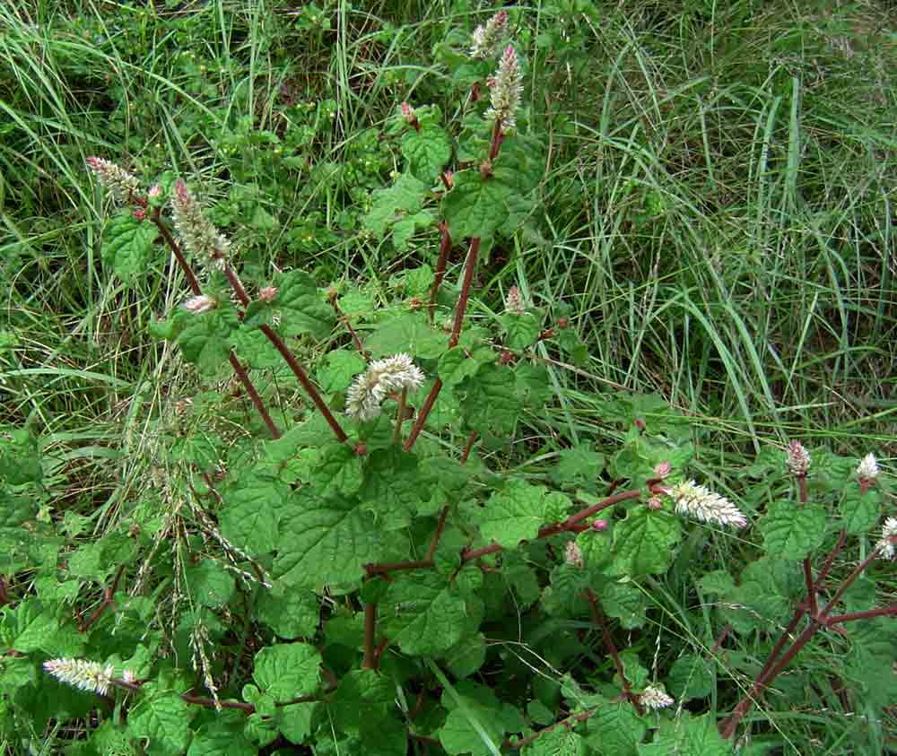 Cyathula cylindrica