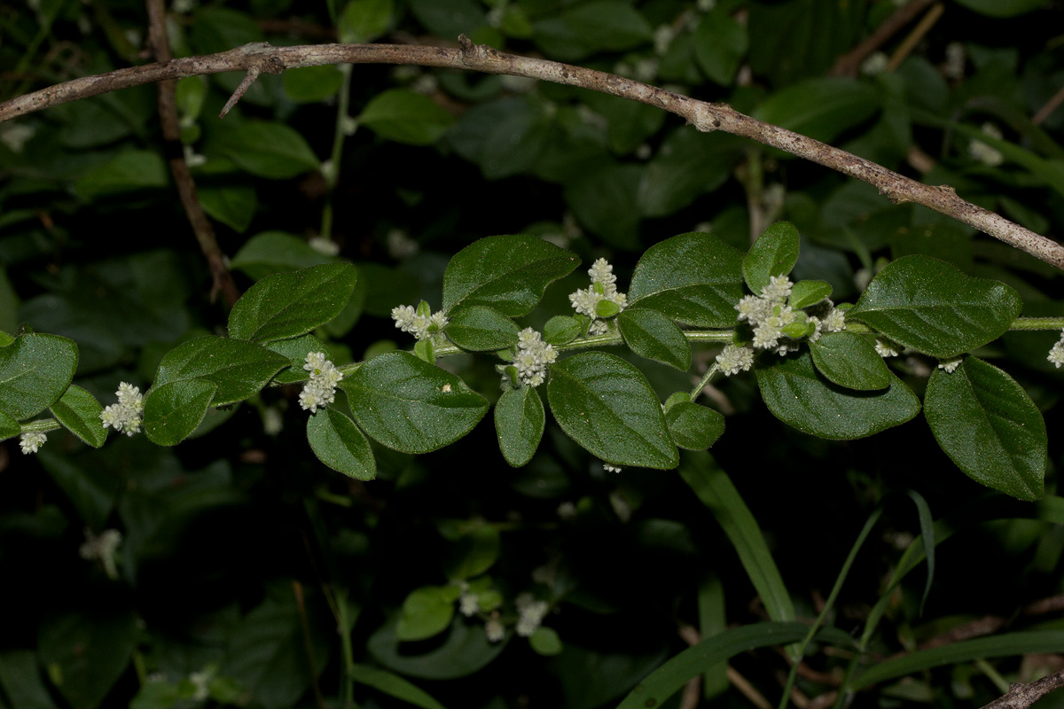 Aerva lanata
