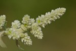 Aerva leucura