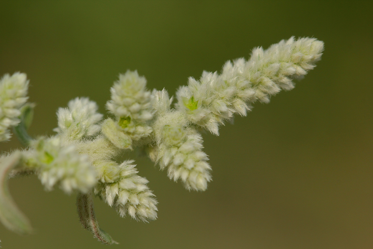 Aerva leucura