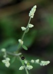 Aerva leucura