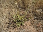 Pandiaka rubro-lutea