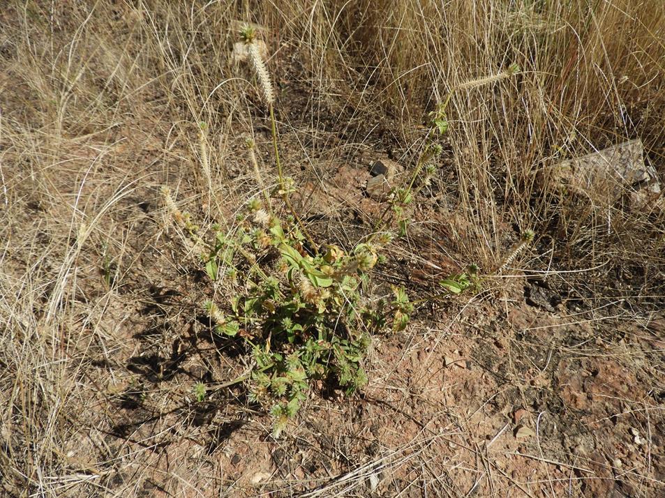 Pandiaka rubro-lutea