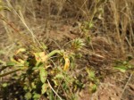 Pandiaka rubro-lutea