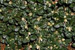Alternanthera caracasana