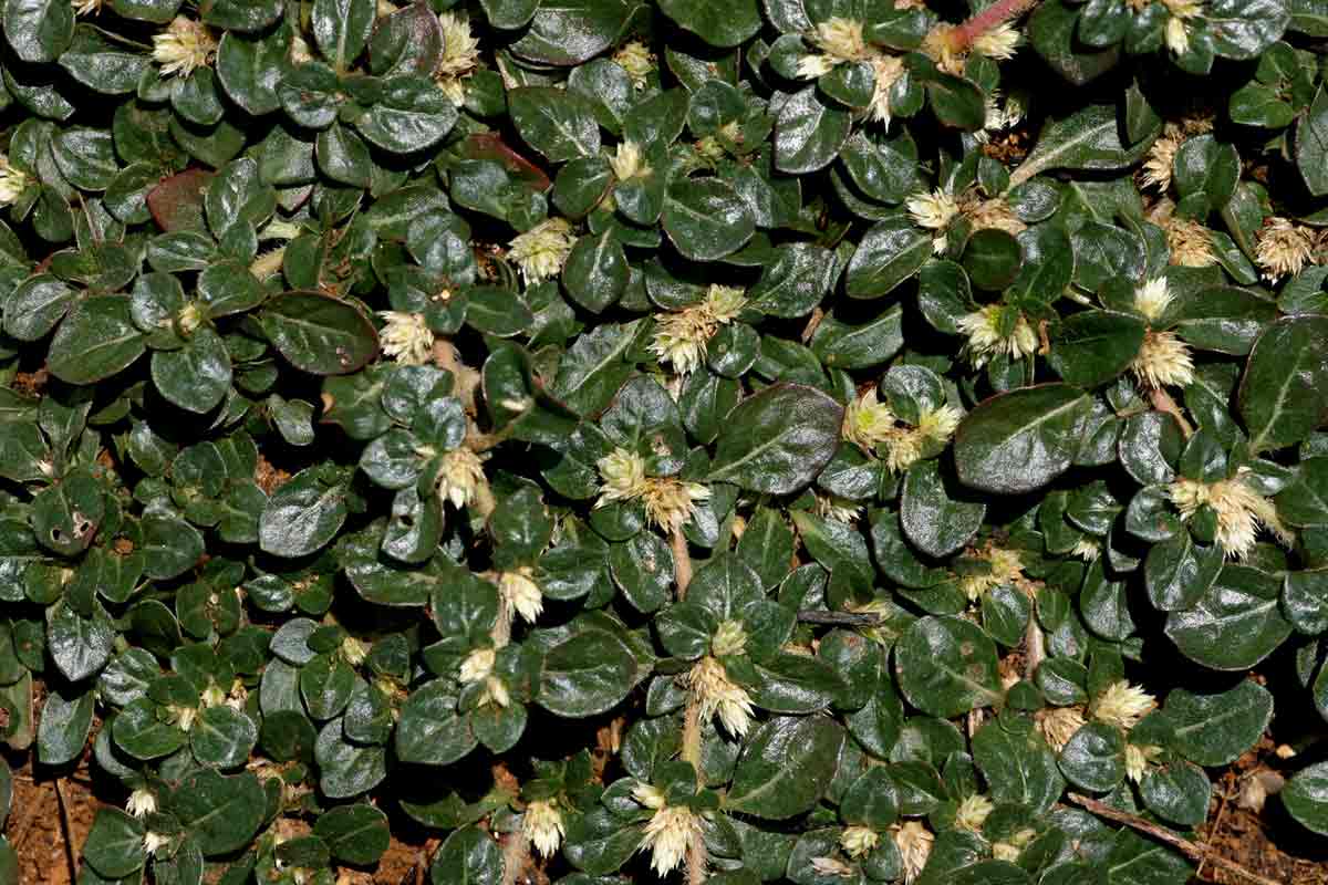 Alternanthera caracasana