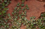 Alternanthera caracasana