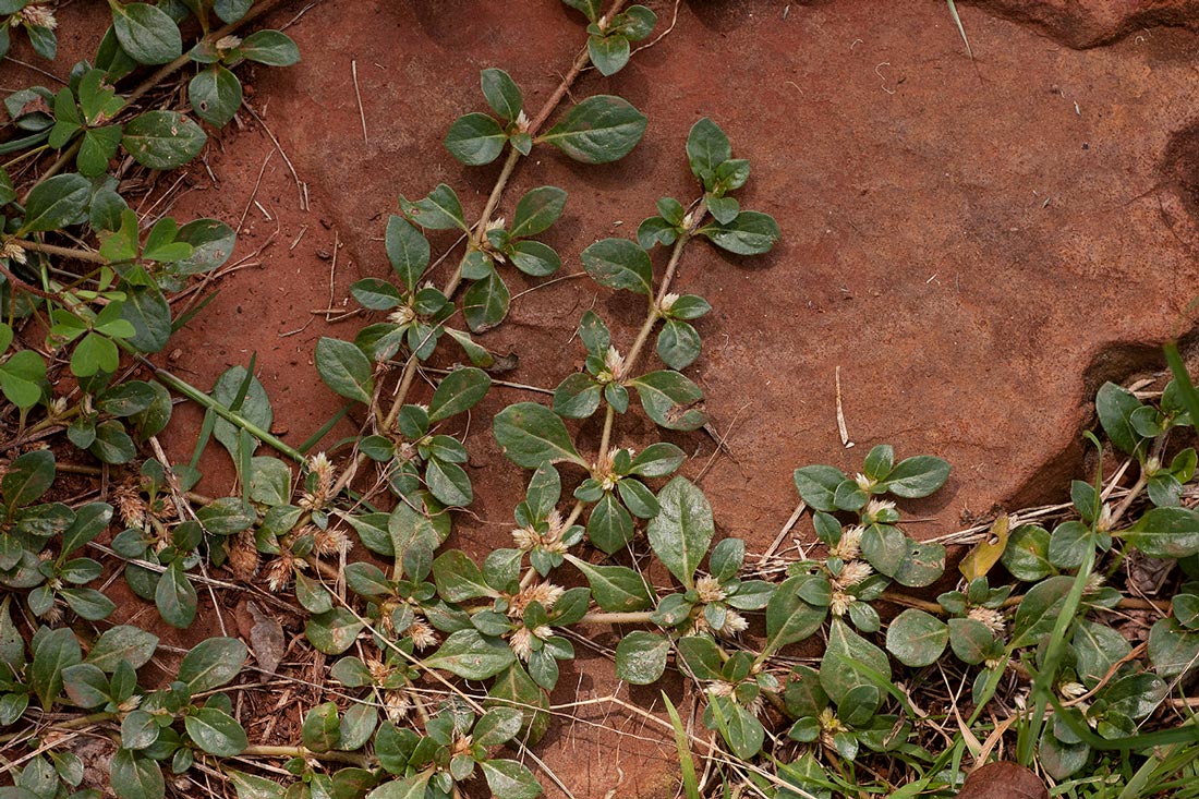 Alternanthera caracasana