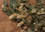 Alternanthera caracasana