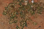 Alternanthera caracasana