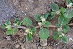 Alternanthera pungens