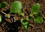 Alternanthera pungens