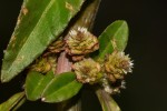 Alternanthera sessilis