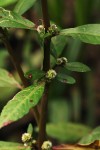 Alternanthera sessilis