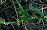 Alternanthera sessilis