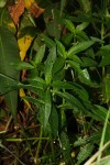 Alternanthera sessilis