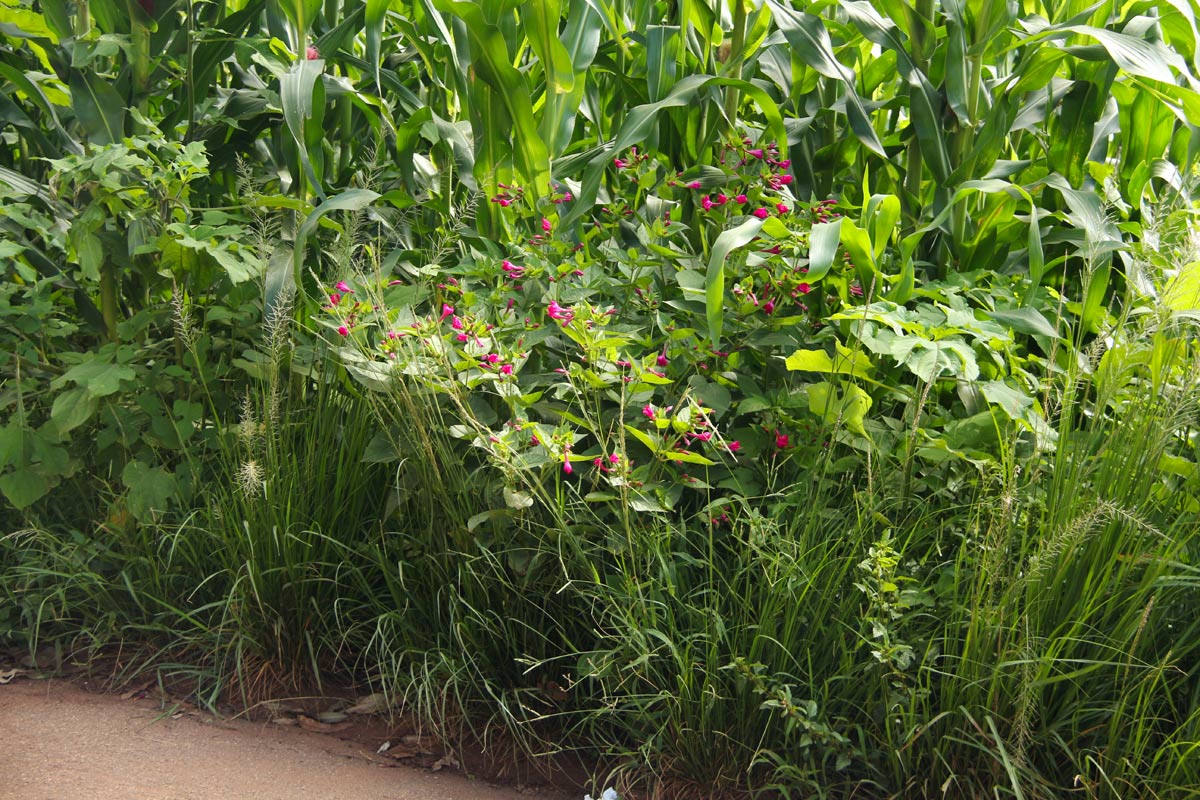 Mirabilis jalapa