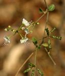 Commicarpus plumbagineus
