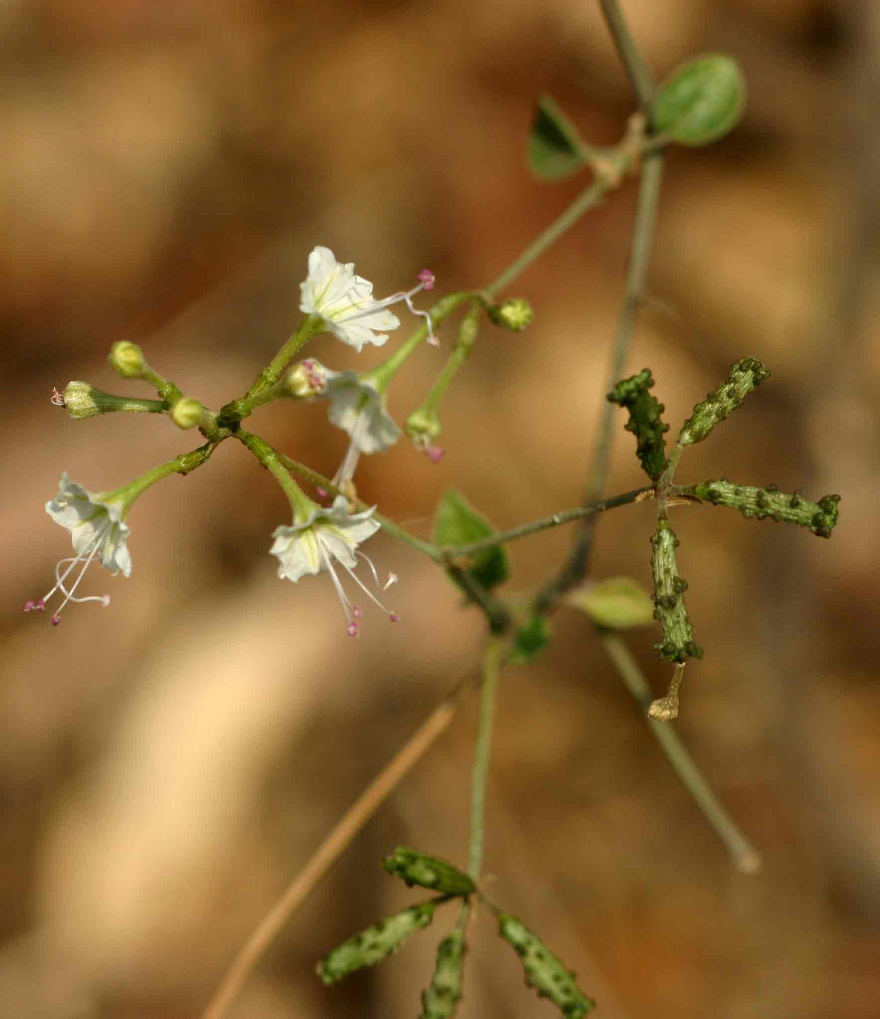 Commicarpus plumbagineus