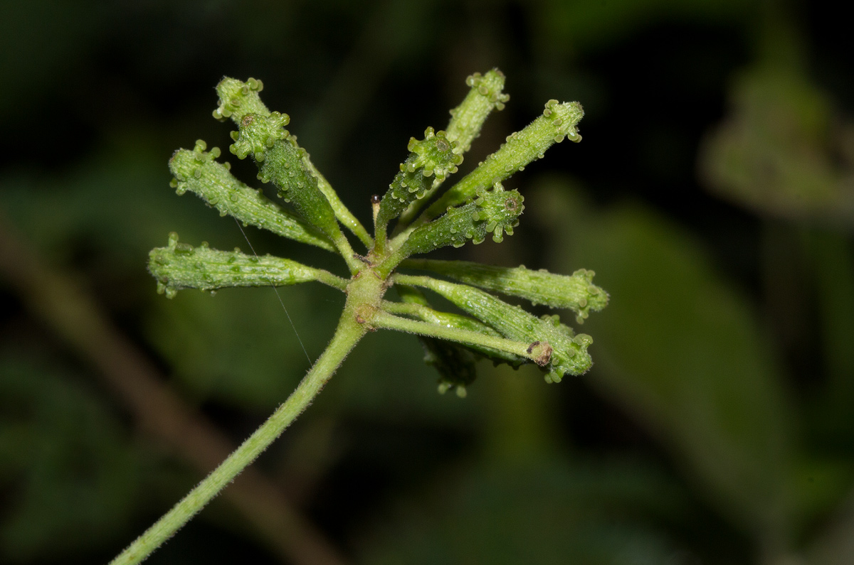 Commicarpus plumbagineus