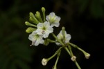 Commicarpus plumbagineus