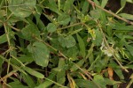 Boerhavia coccinea