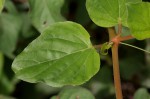 Boerhavia coccinea