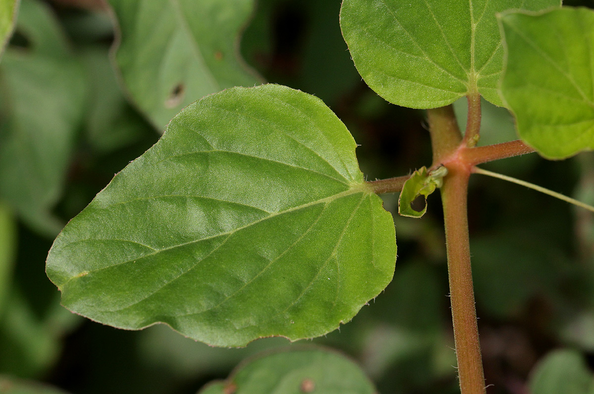 Boerhavia coccinea