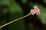 Boerhavia coccinea
