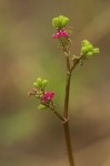 Boerhavia diffusa