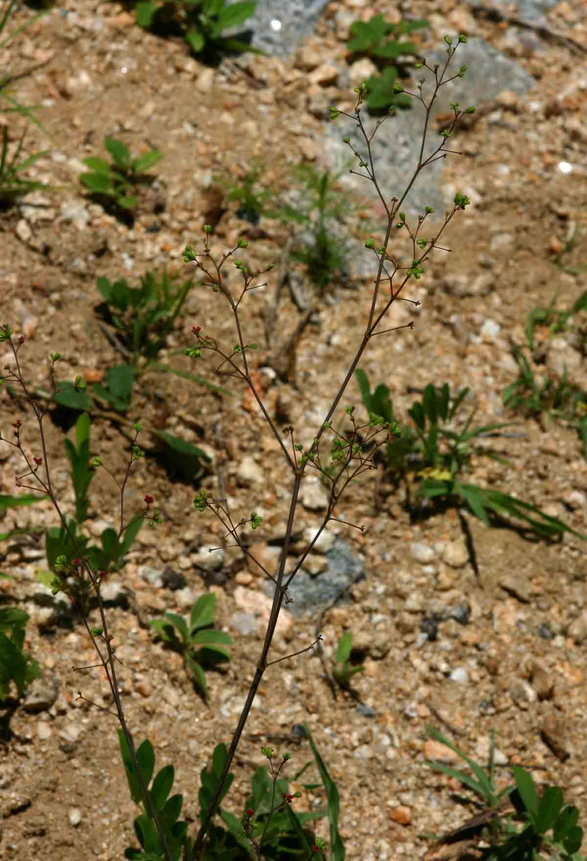 Boerhavia diffusa