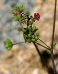 Boerhavia diffusa