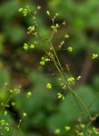 Boerhavia diffusa
