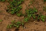 Boerhavia repens