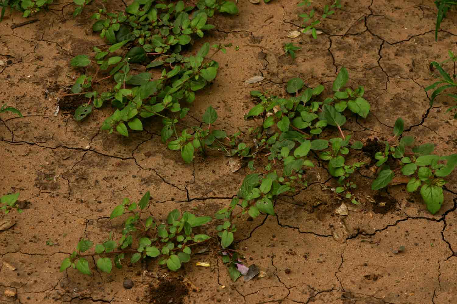 Boerhavia repens