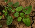 Boerhavia repens