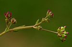 Boerhavia repens