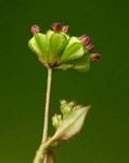 Boerhavia repens