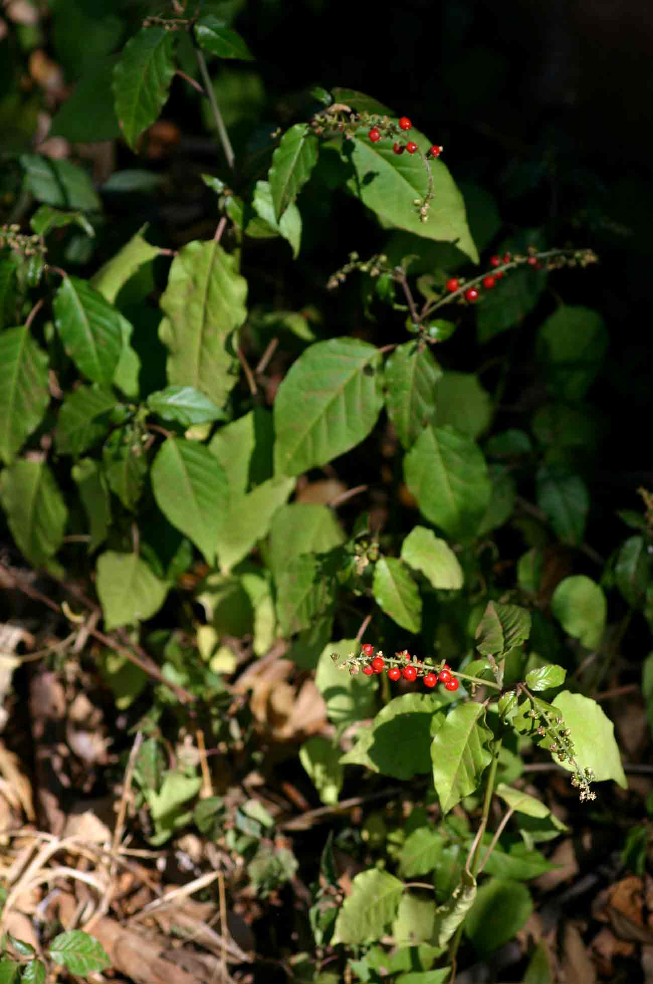 Rivina humilis