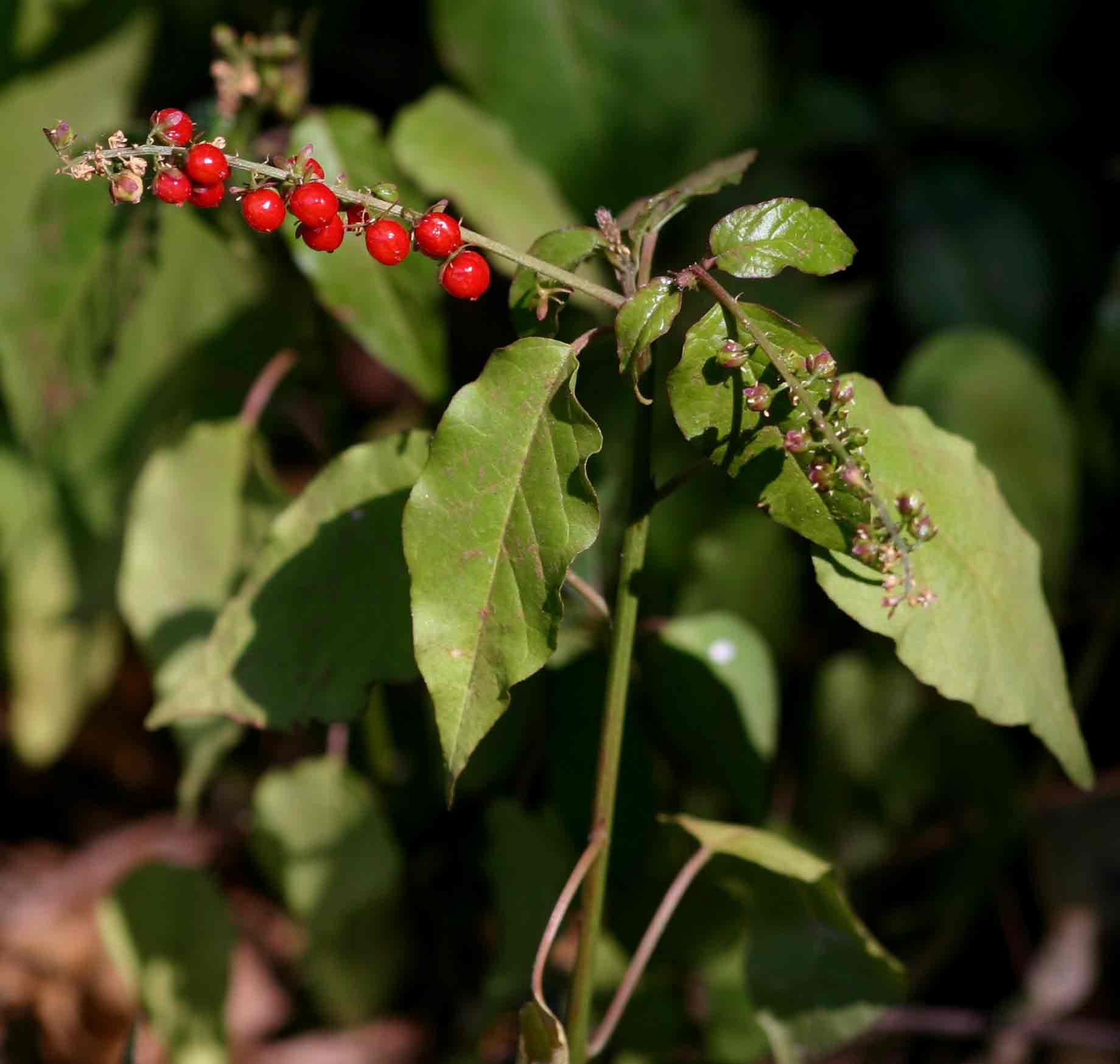 Rivina humilis