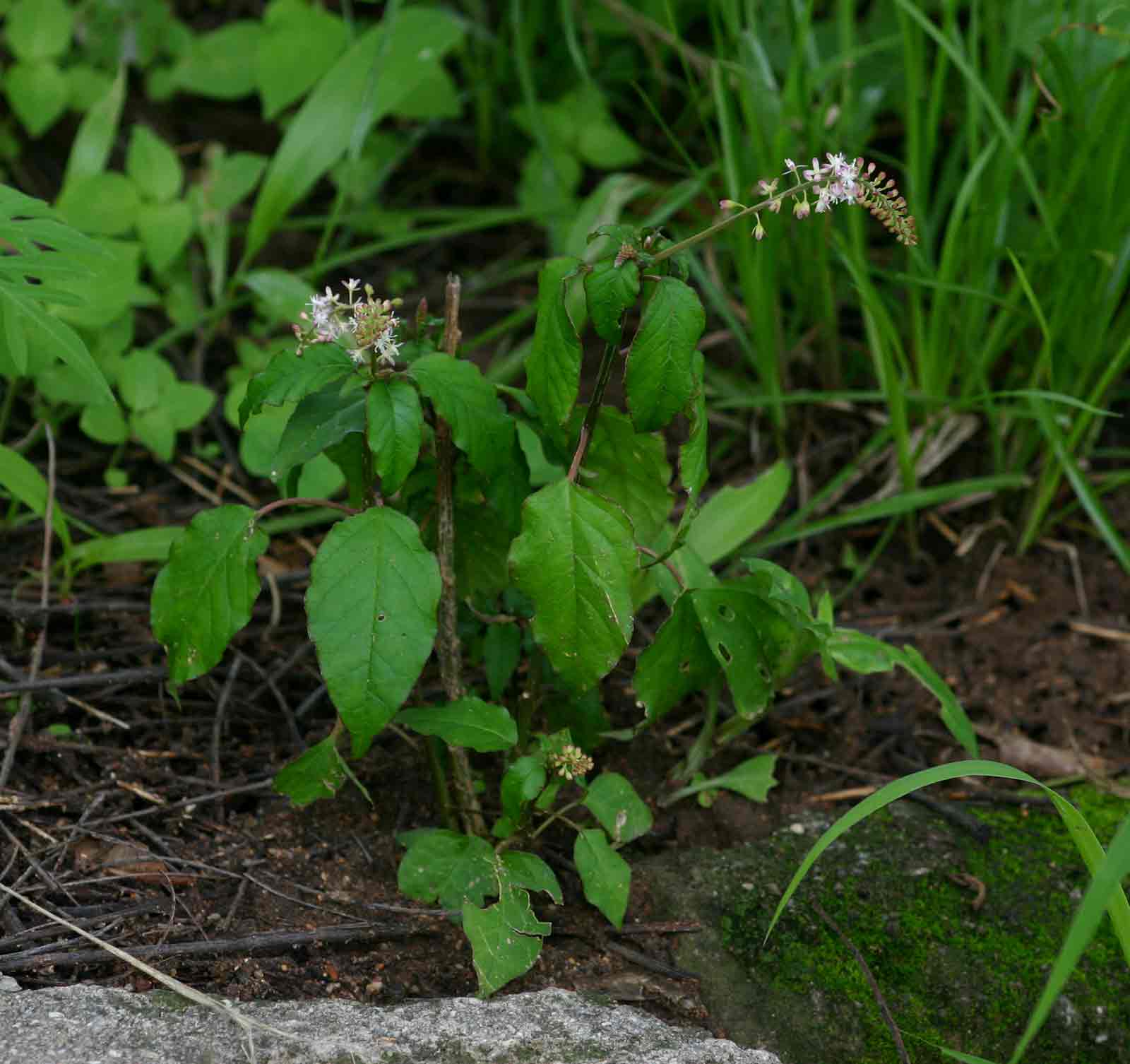 Rivina humilis