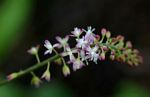 Rivina humilis