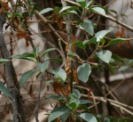 Phytolacca dodecandra