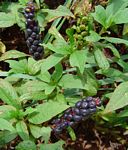 Phytolacca octandra