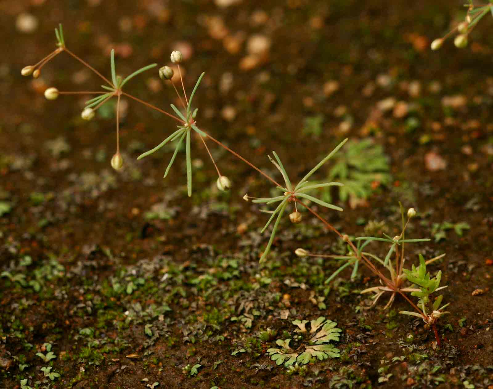 Hypertelis cerviana