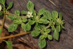 Glinus lotoides