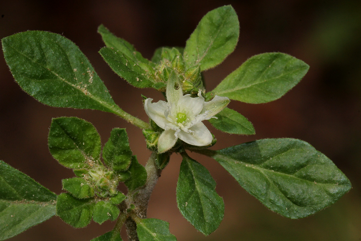 Glinus lotoides