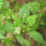 Glinus lotoides